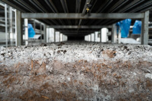 LM invests in Local Mushroom Production !