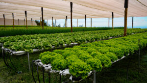 L’hydroponie : une innovation au service d’une agriculture durable à La Réunion