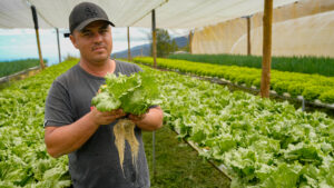 La salade racine Bazardier : une innovation durable au cœur de l’agriculture réunionnaise